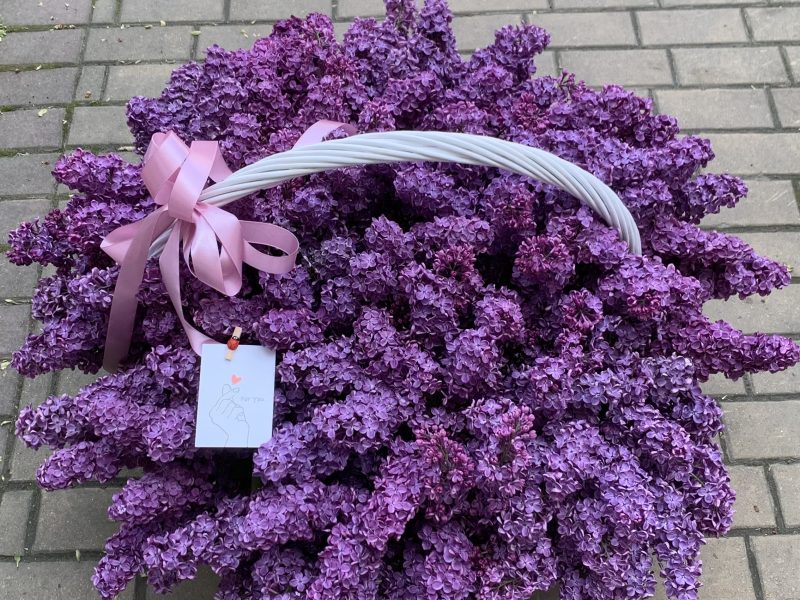 Огромная корзина сирени